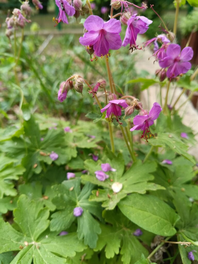 30. Geranium macrorrhizum L. (А. Иванова)