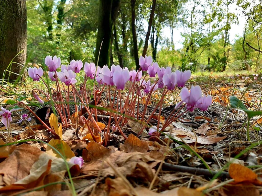 469904594_1140779914498790_259072043150253639_n